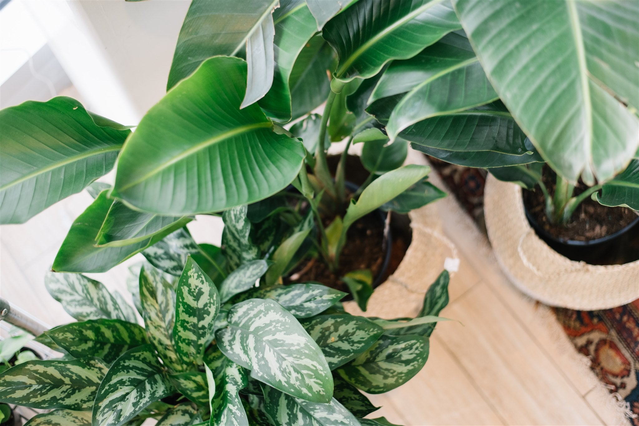 Naming Your House Plants: Why You Should Do It